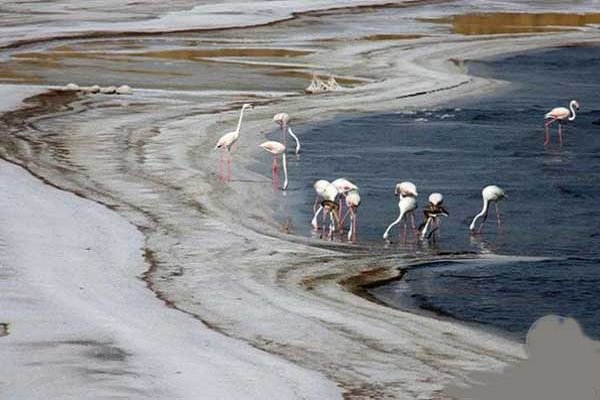 birds